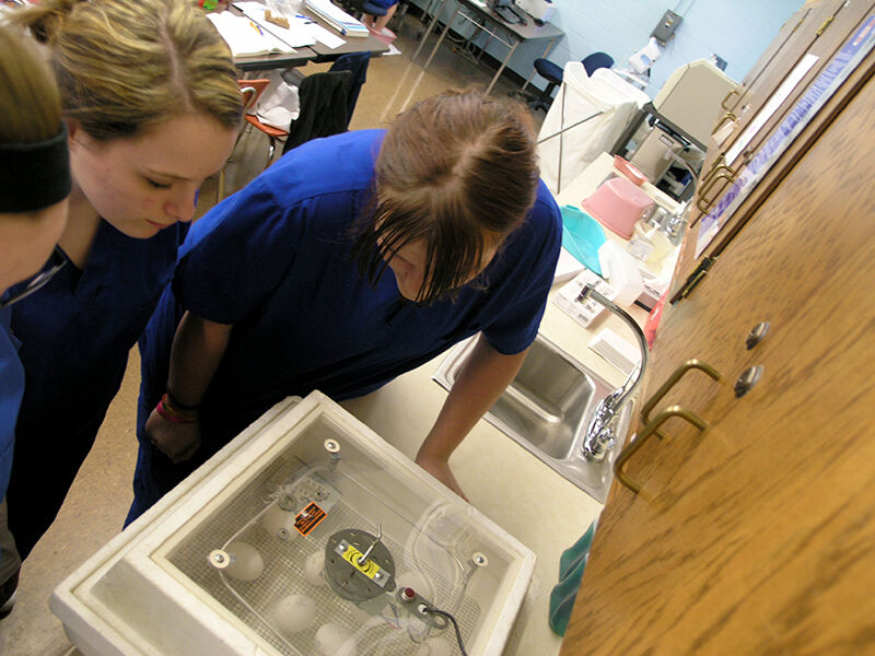 Health Professions Students Study Embryology